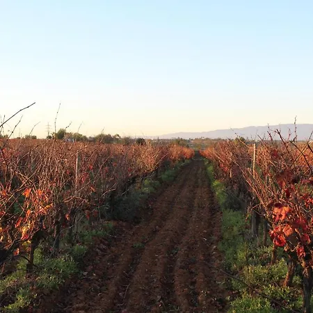 Alojamento de Turismo Rural Wine House Lagoa (Algarve)